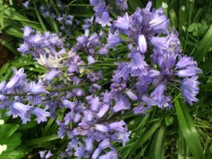 Bluebells 2016