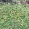 100 years flowers