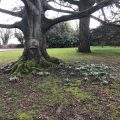 House hotel tree Chiseldon
