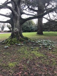 House hotel tree Chiseldon