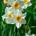 Spring flowers
