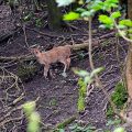 Tiny deer