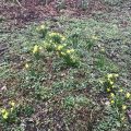 Washpool flowers
