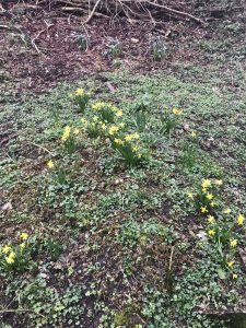 Washpool flowers