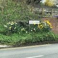 Roadside flowers Chiseldon