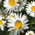 Composite flower Chiseldon