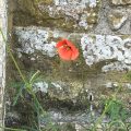 Poppy Chiseldon