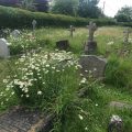 Graveyard in Summer