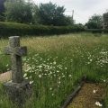 Long grass in cemetery