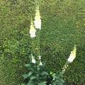 Flowers and hedge Chiseldon