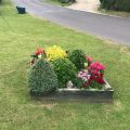 Lawn flowers