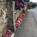 Profusion of flowers