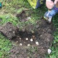 Planting bulbs