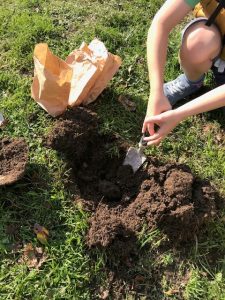 Trowel to dig bulbs Chiseldon