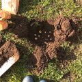 Bulbs now planted