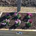 October flower box Chiseldon