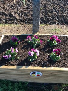 October flower box Chiseldon