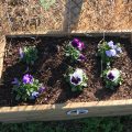 Flower box Chiseldon