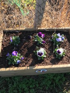 Flower box Chiseldon