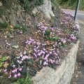 Flowers on corner, Chiseldon