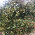 Holly Tree Chiseldon