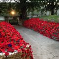 Poppies in graveyard