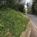 Spring roadside flowers