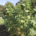 Sunflowers Chiseldon