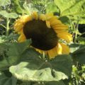 Allotment flowers