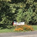 Orange flowers and sign