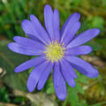 Chiseldon blue flower