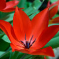 Chiseldon red flower close-up
