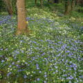 Woodland flowers