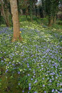 Woodland flowers