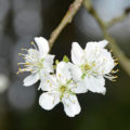 CLose-up flowering tree