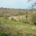 Woodland view Chiseldon