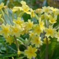 Close-up yellow flowers