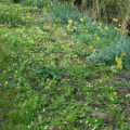Profuse woodland flowers