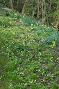 Profuse woodland flowers