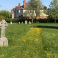 Yellow swathe of flowers, graveyard