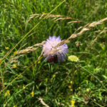 scabious flower and insect