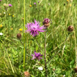 cemetery thistle