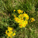 Yellow flower cemetery