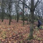 Millennium Wood Bulb Planting