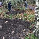 Millennium Wood Bulb Planting