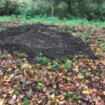 Millennium Wood Bulb Planting