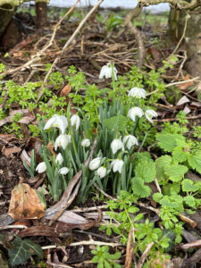 Chiseldon snowdrops