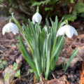 Snowdrop close-up