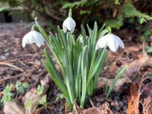 Snowdrop close-up