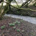 snowdrops by stream